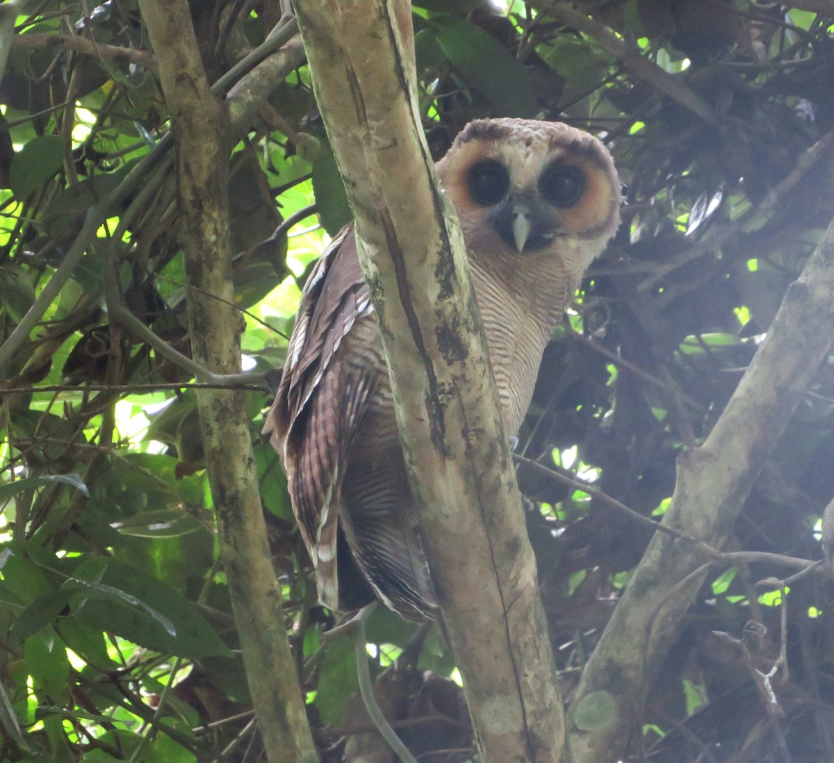 Brown Wood-Owl - ML623089548