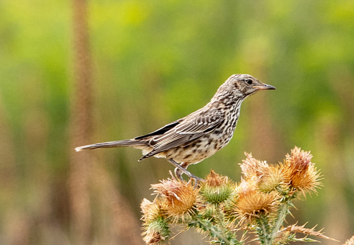 Sage Thrasher - Dale Pate