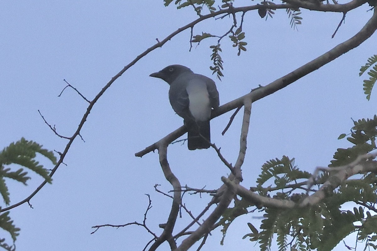 White-rumped Cuckooshrike - ML623089616