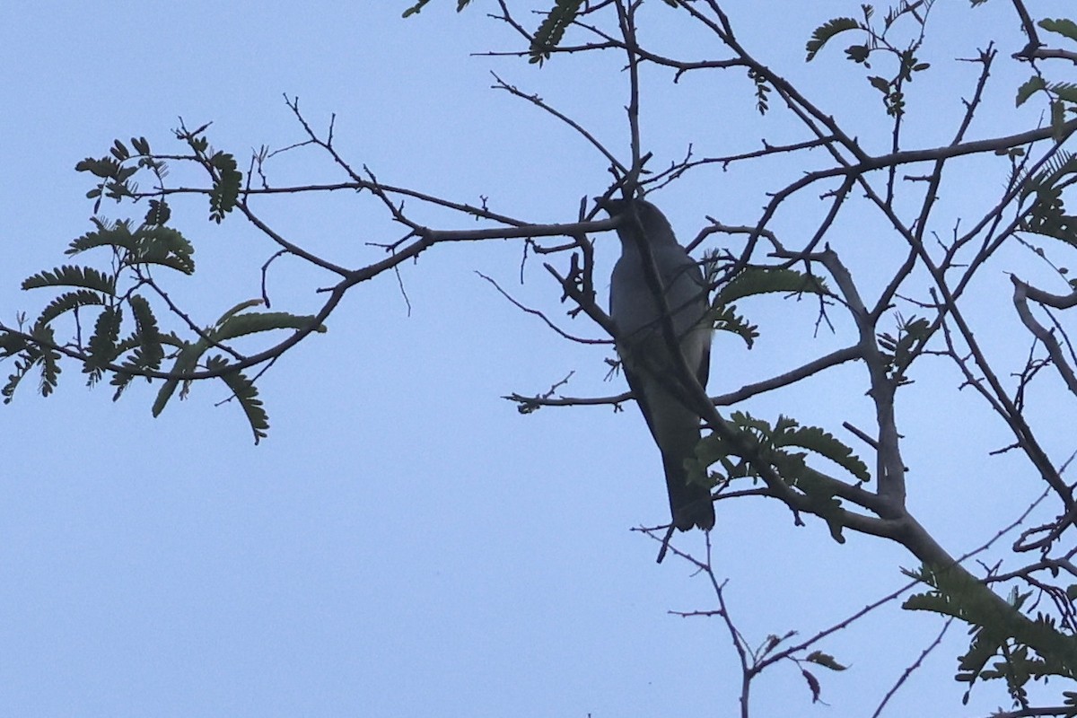 White-rumped Cuckooshrike - ML623089619