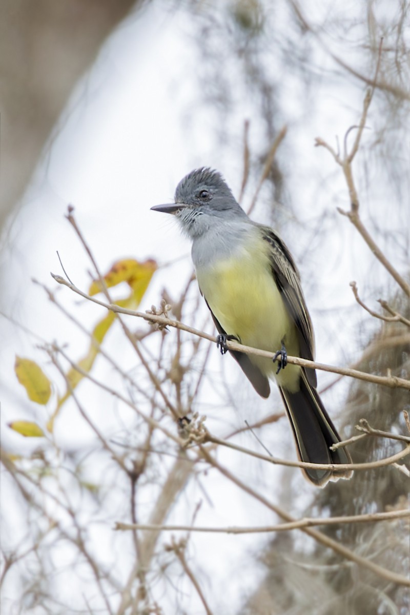 Sooty-crowned Flycatcher - ML623089655