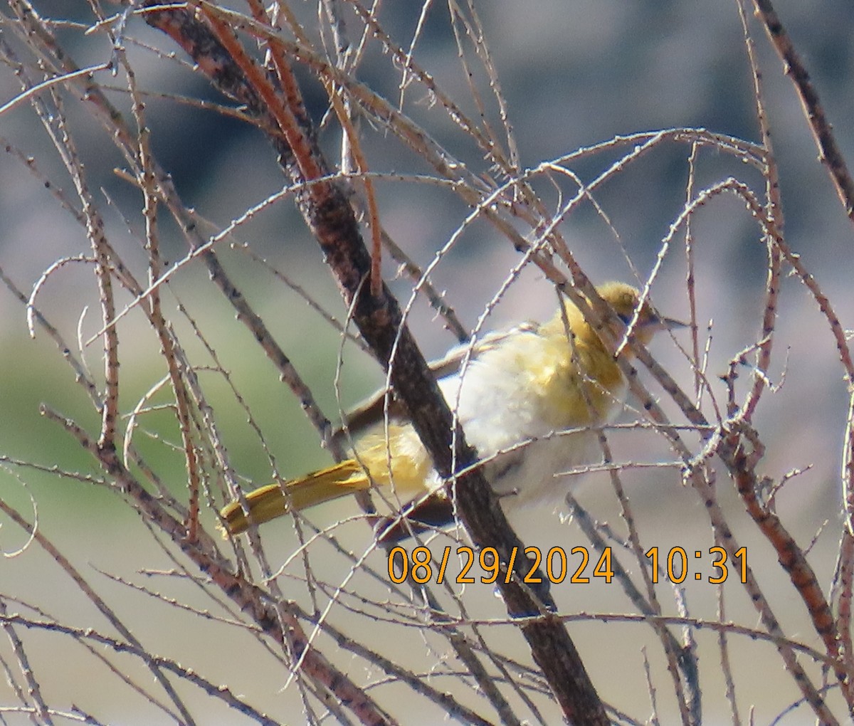 Bullock's Oriole - ML623089701