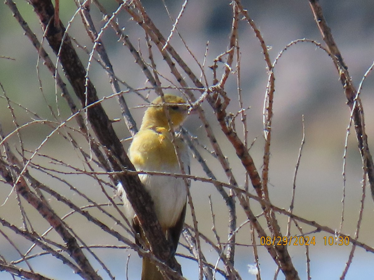 Bullock's Oriole - ML623089713