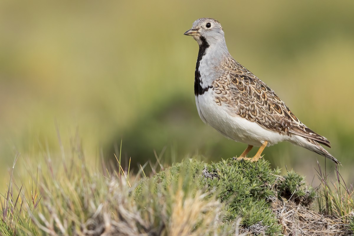 Least Seedsnipe - Dubi Shapiro