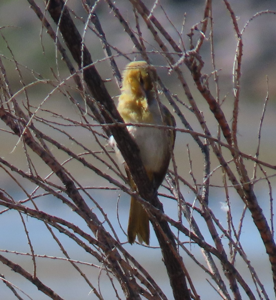 Bullock's Oriole - ML623089745