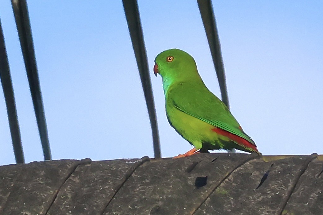 Pygmy Hanging-Parrot - ML623089764