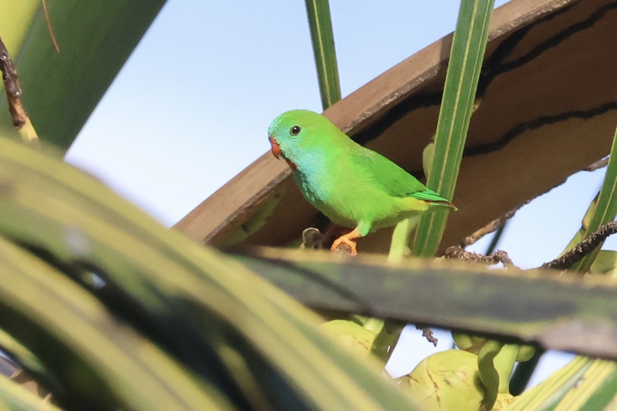 Pygmy Hanging-Parrot - ML623089765