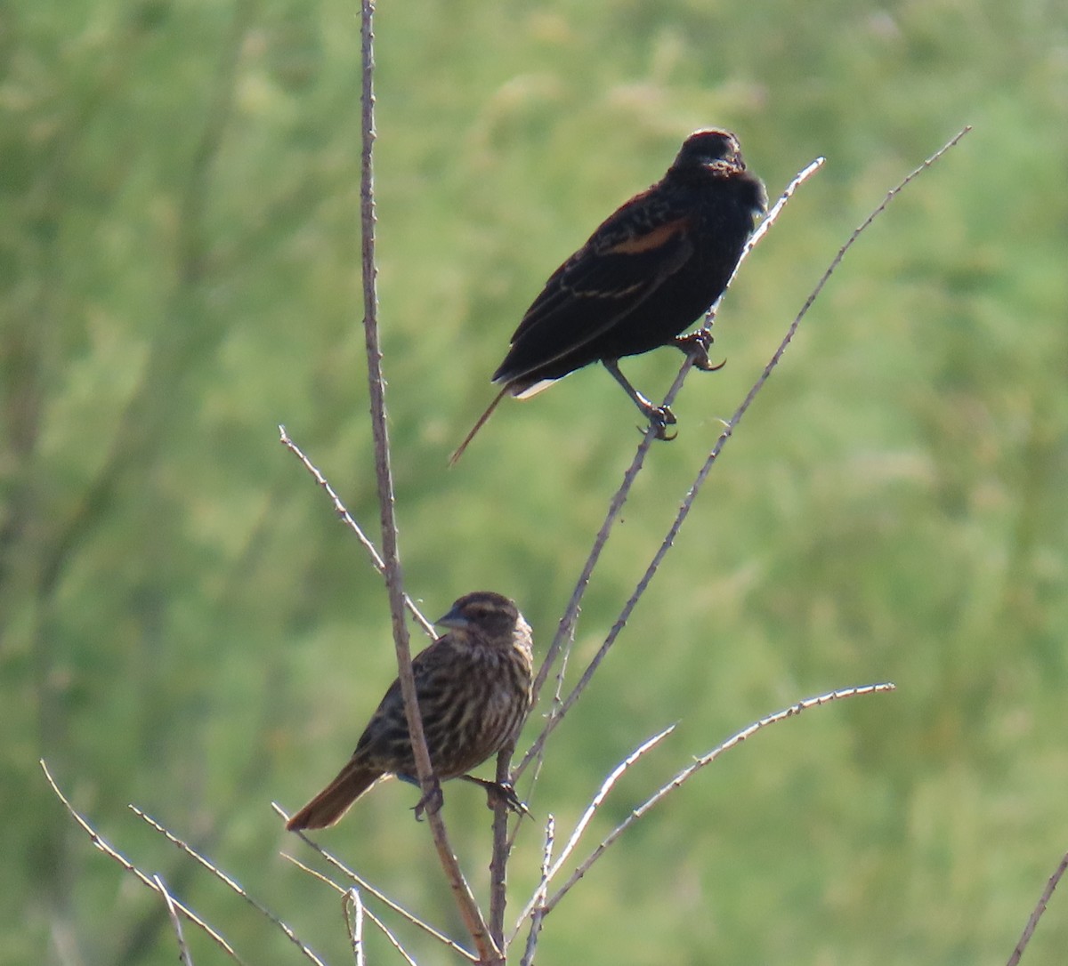 Red-winged Blackbird - ML623089775