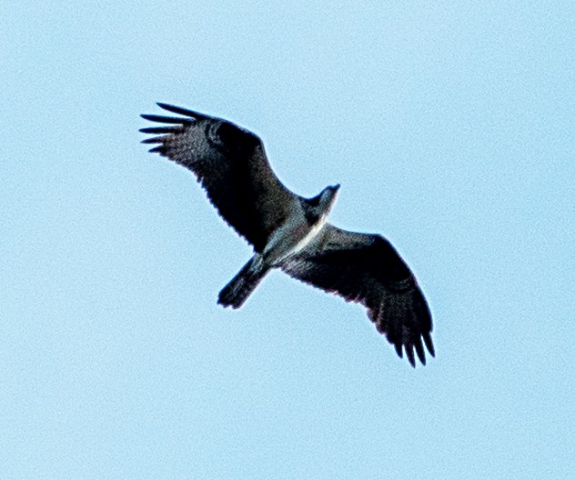 Balbuzard pêcheur - ML623089863