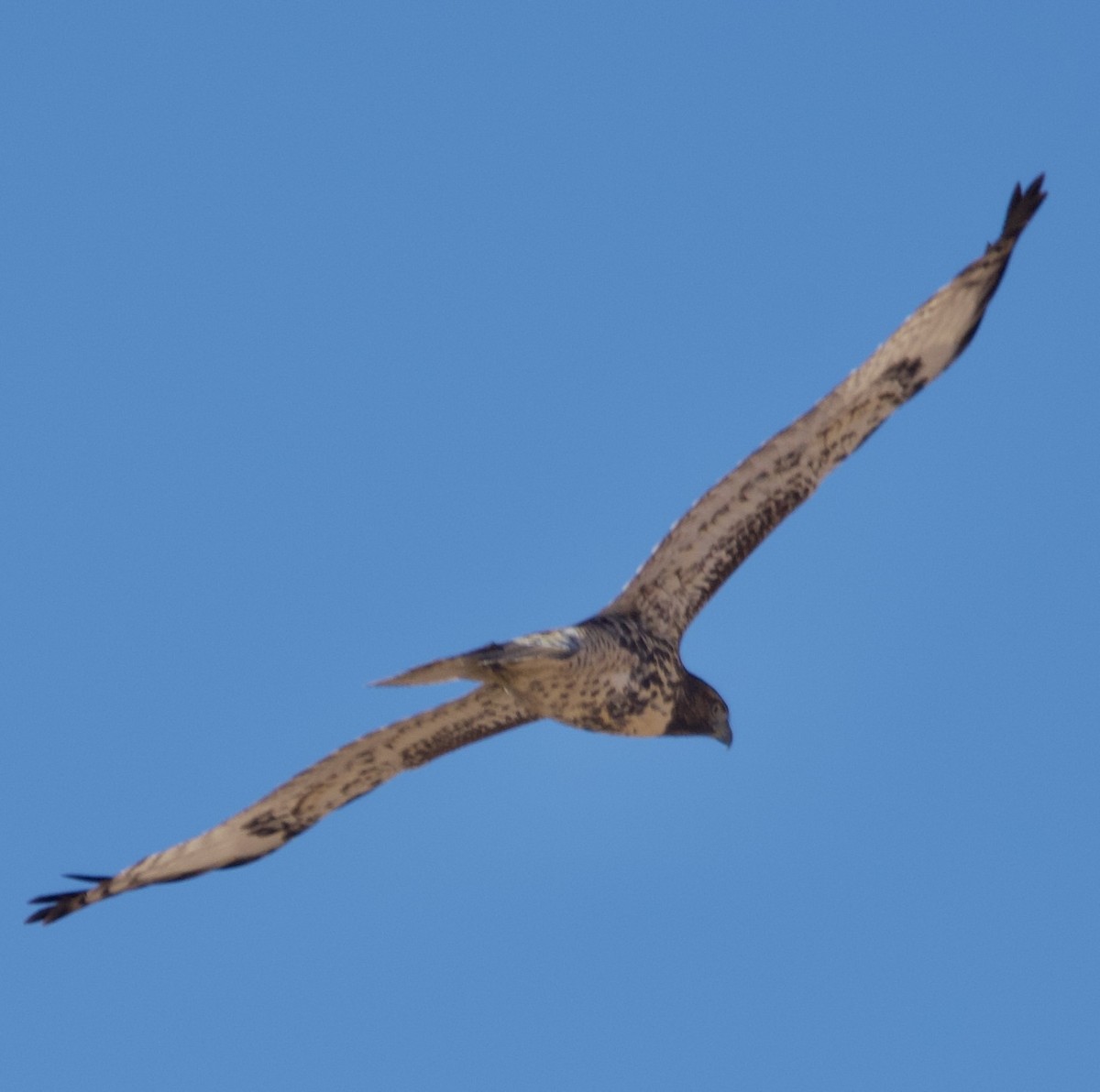 Red-tailed Hawk - Bob Fields