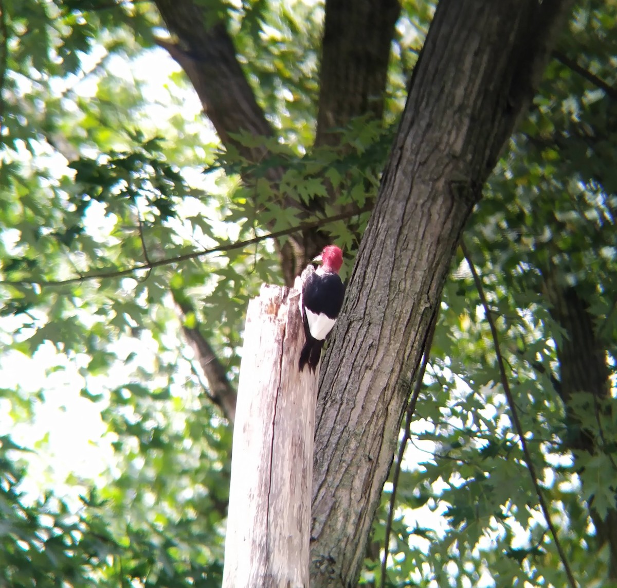 Red-headed Woodpecker - ML623089924