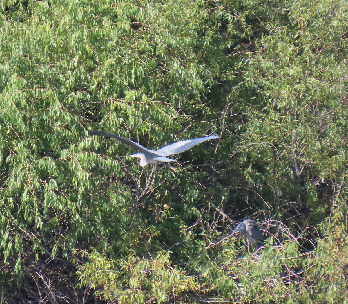 Great Blue Heron - ML623089939