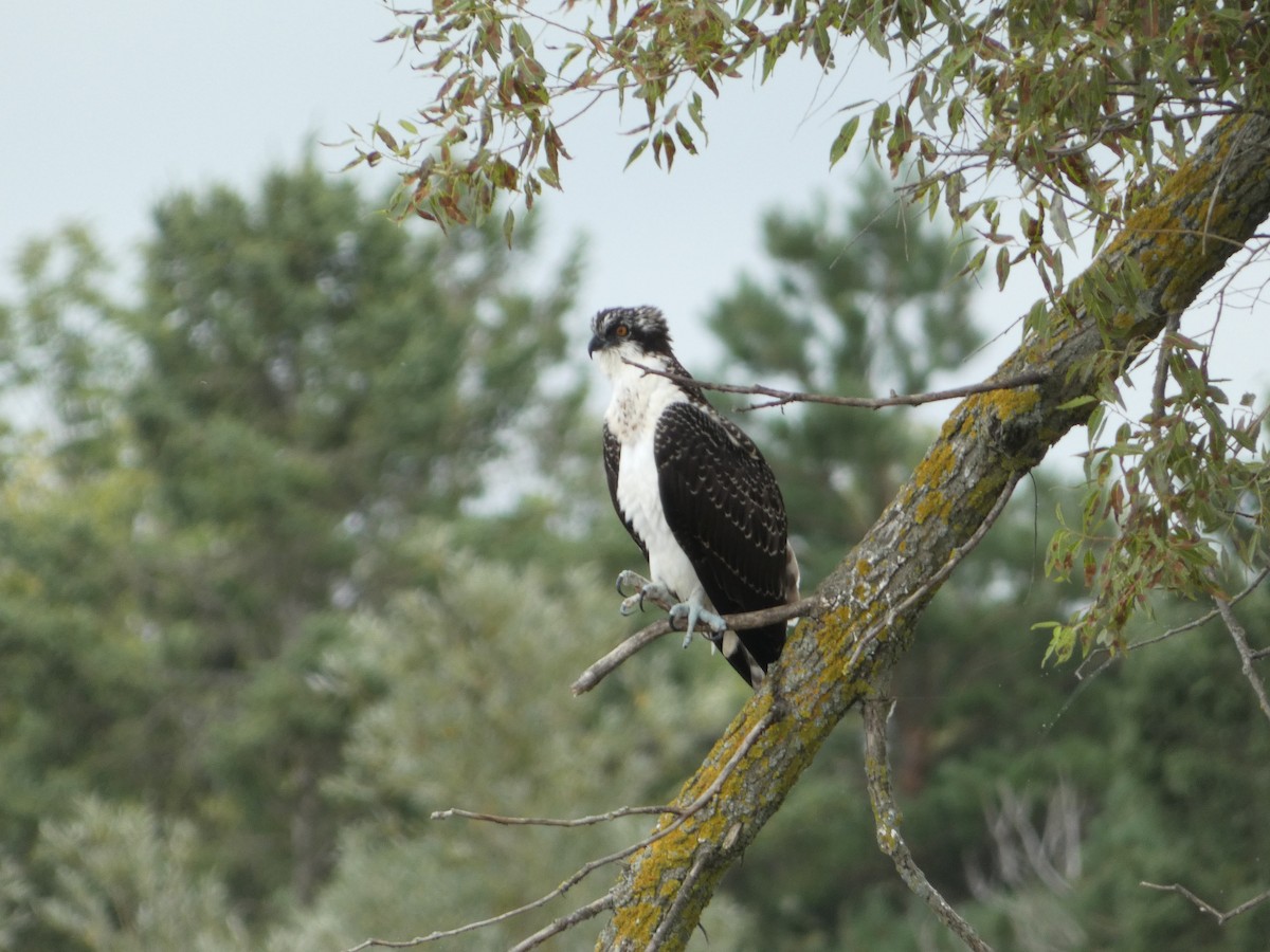 Osprey - Jeff DeRuyter