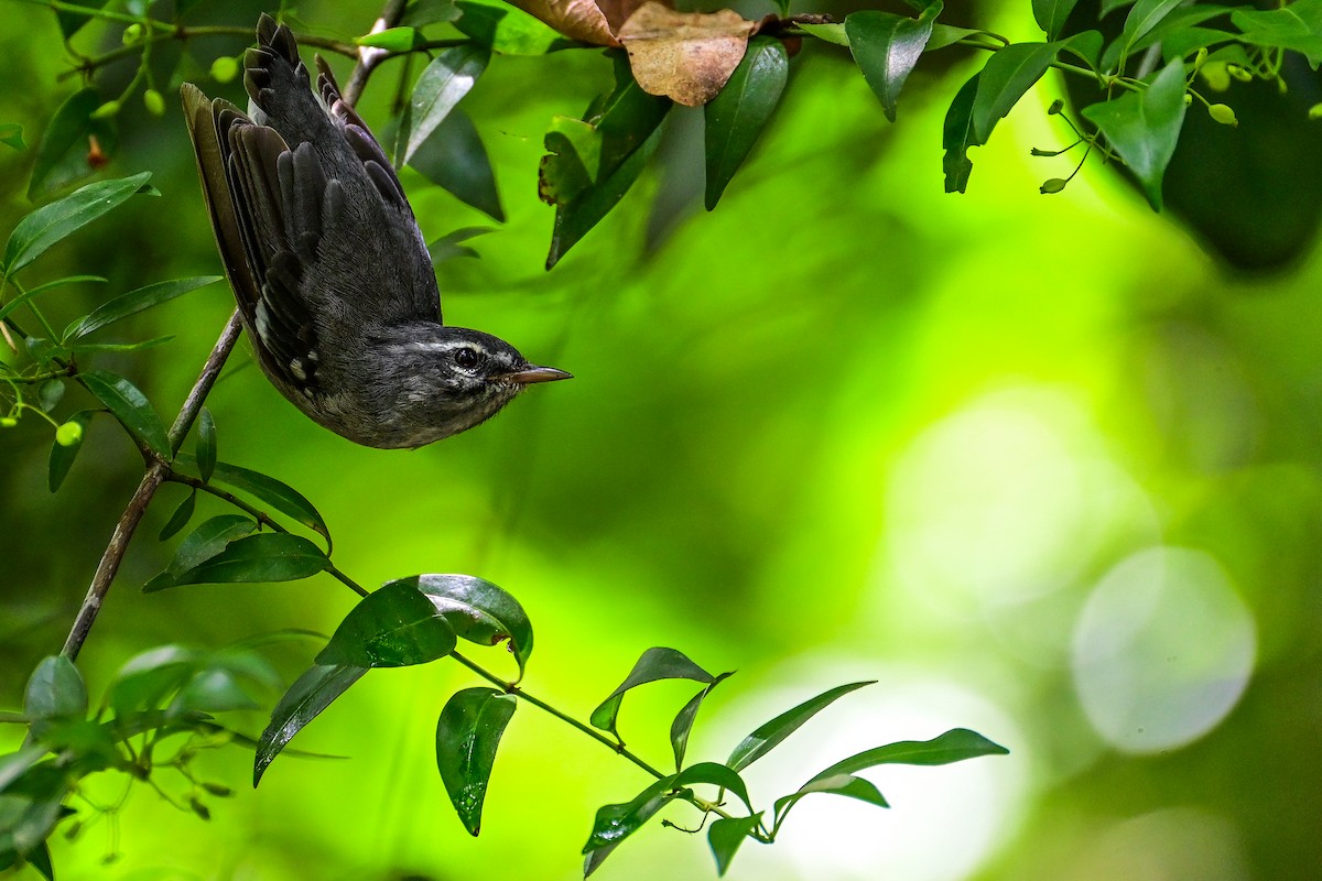 Plumbeous Warbler - ML623089944