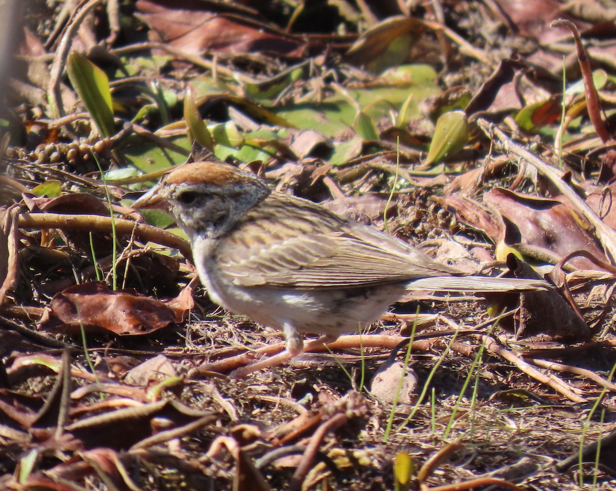 Chipping Sparrow - ML623089968