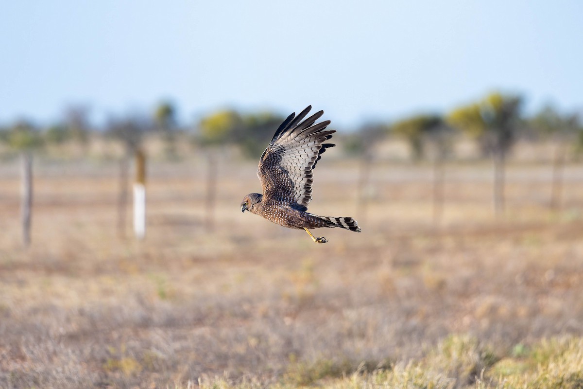 Spotted Harrier - ML623089986