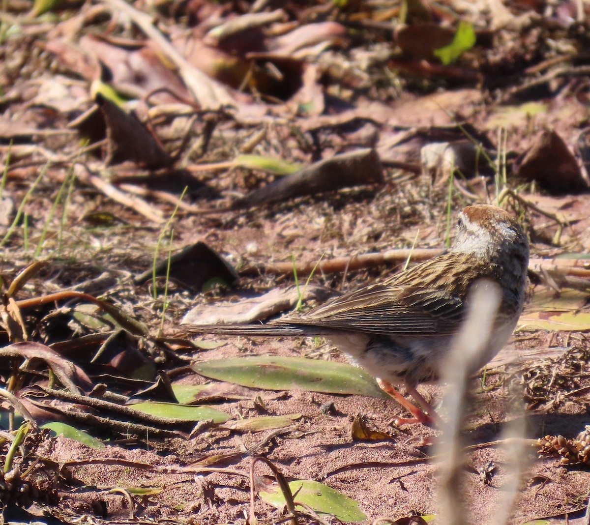 Chipping Sparrow - ML623089987