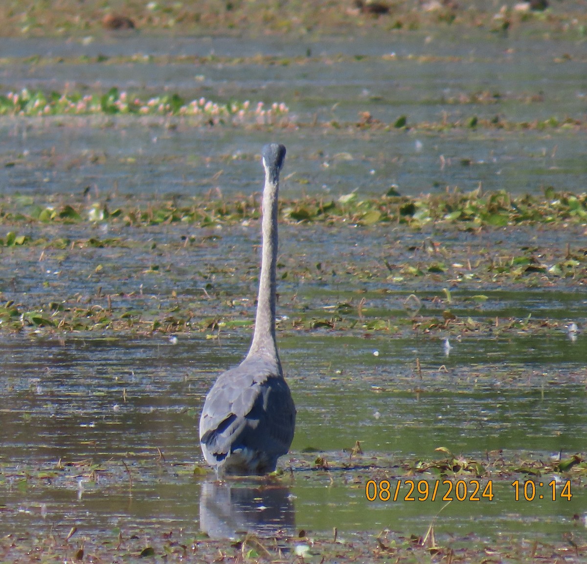 Great Blue Heron - ML623090008