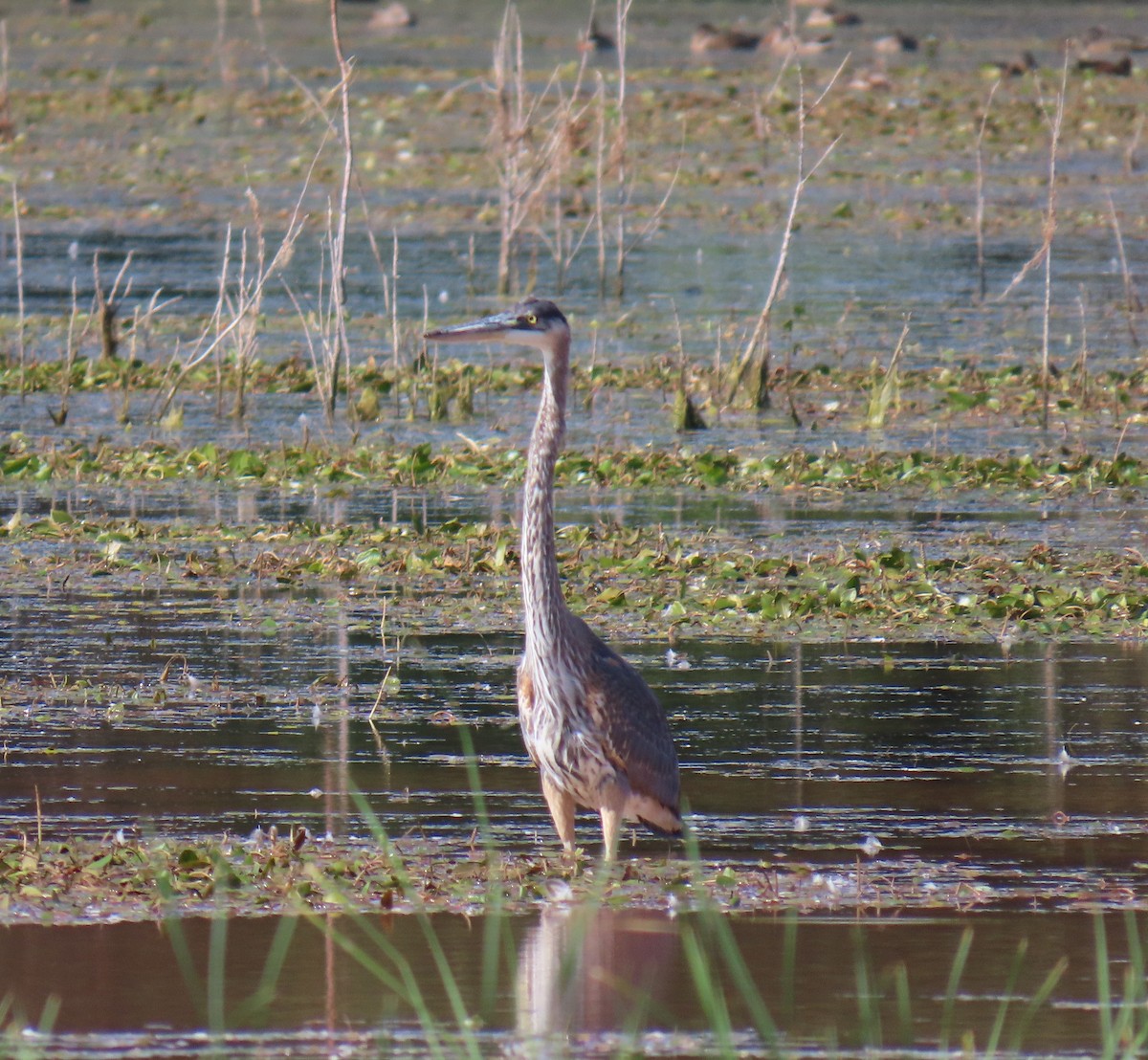 Great Blue Heron - ML623090017