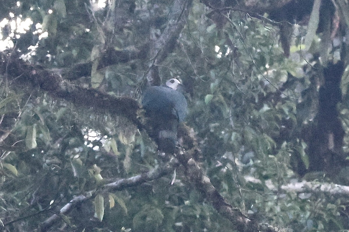 White-bellied Imperial-Pigeon - ML623090031