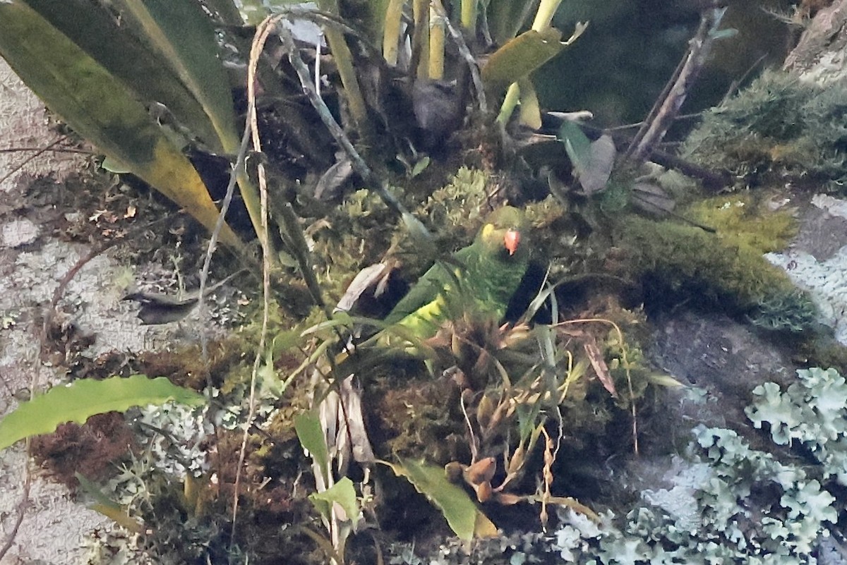 Yellow-cheeked Lorikeet - ML623090042