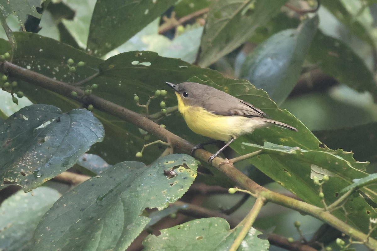 Golden-bellied Gerygone - ML623090060