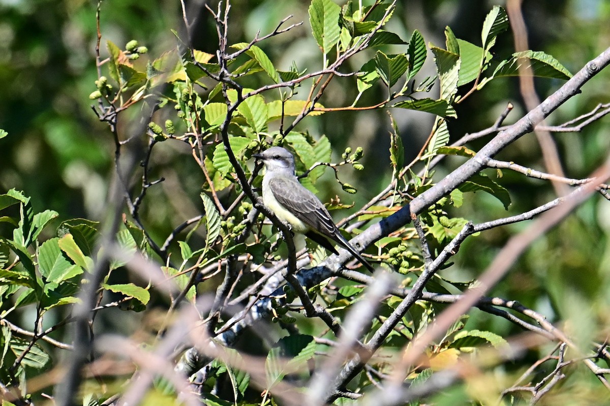 Western Kingbird - Mike Charest