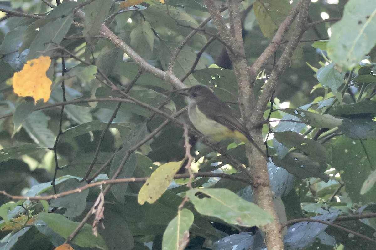 Sulphur-bellied Whistler - ML623090077