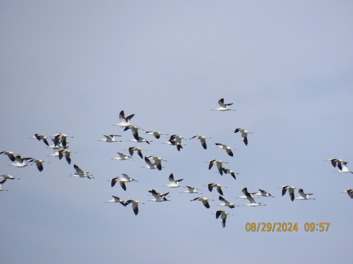 American Avocet - ML623090140