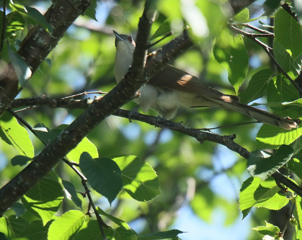 Black-billed Cuckoo - ML623090152