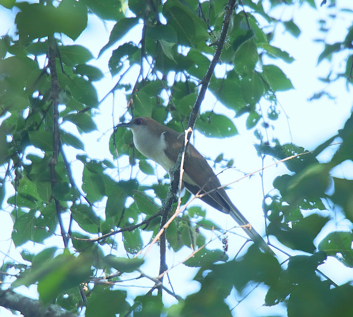 Black-billed Cuckoo - ML623090153