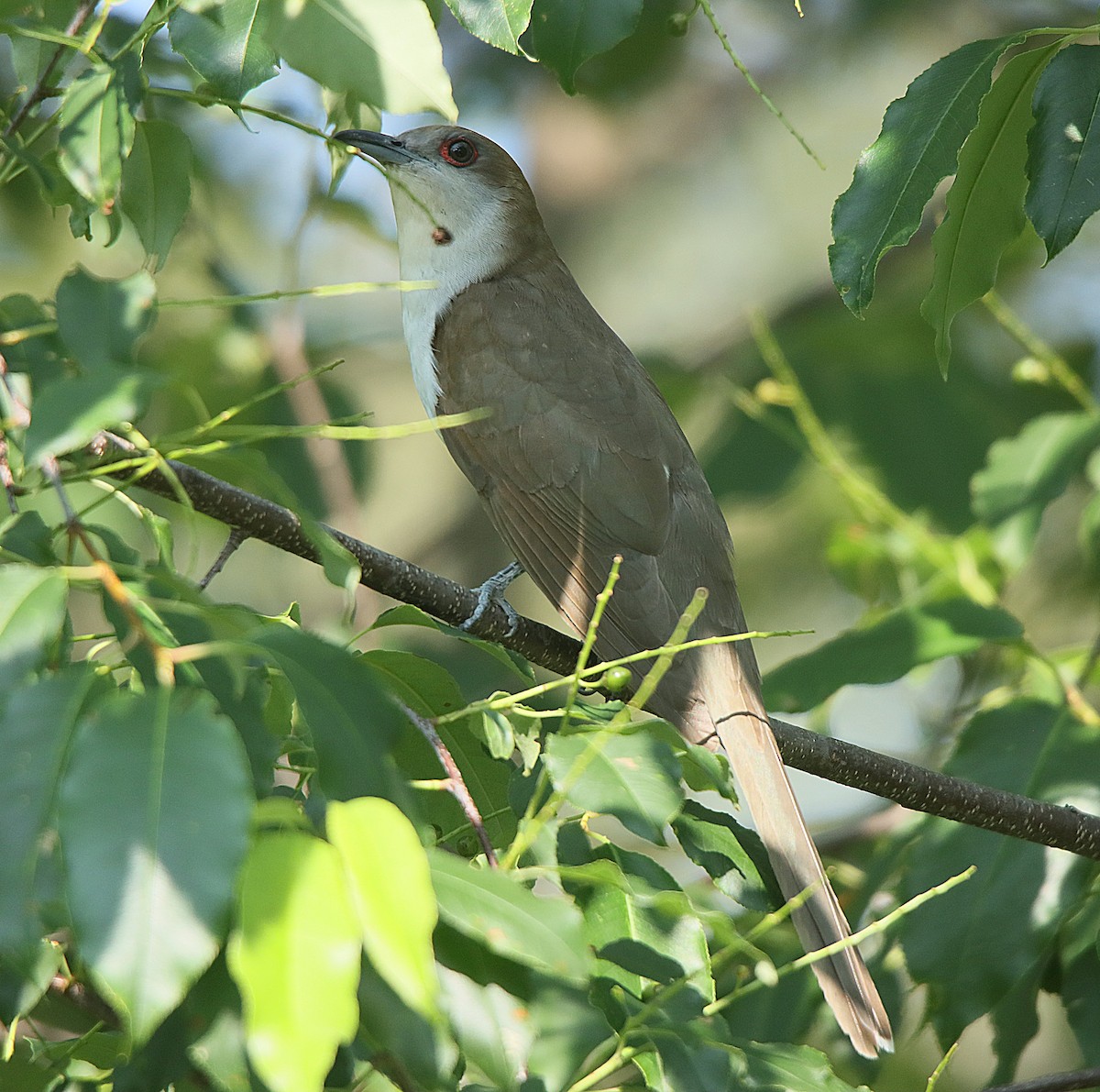 Black-billed Cuckoo - ML623090154