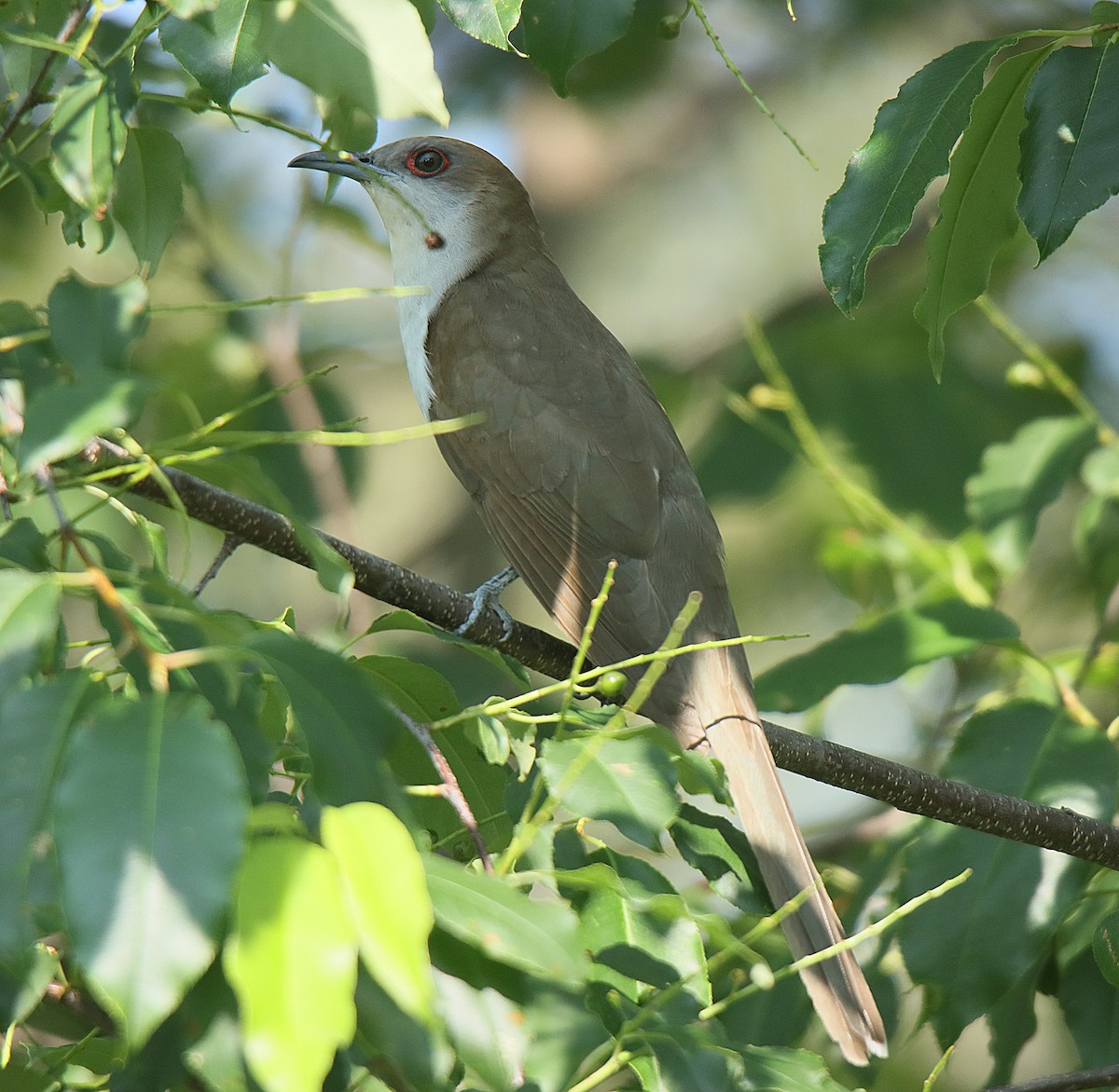 Black-billed Cuckoo - ML623090155