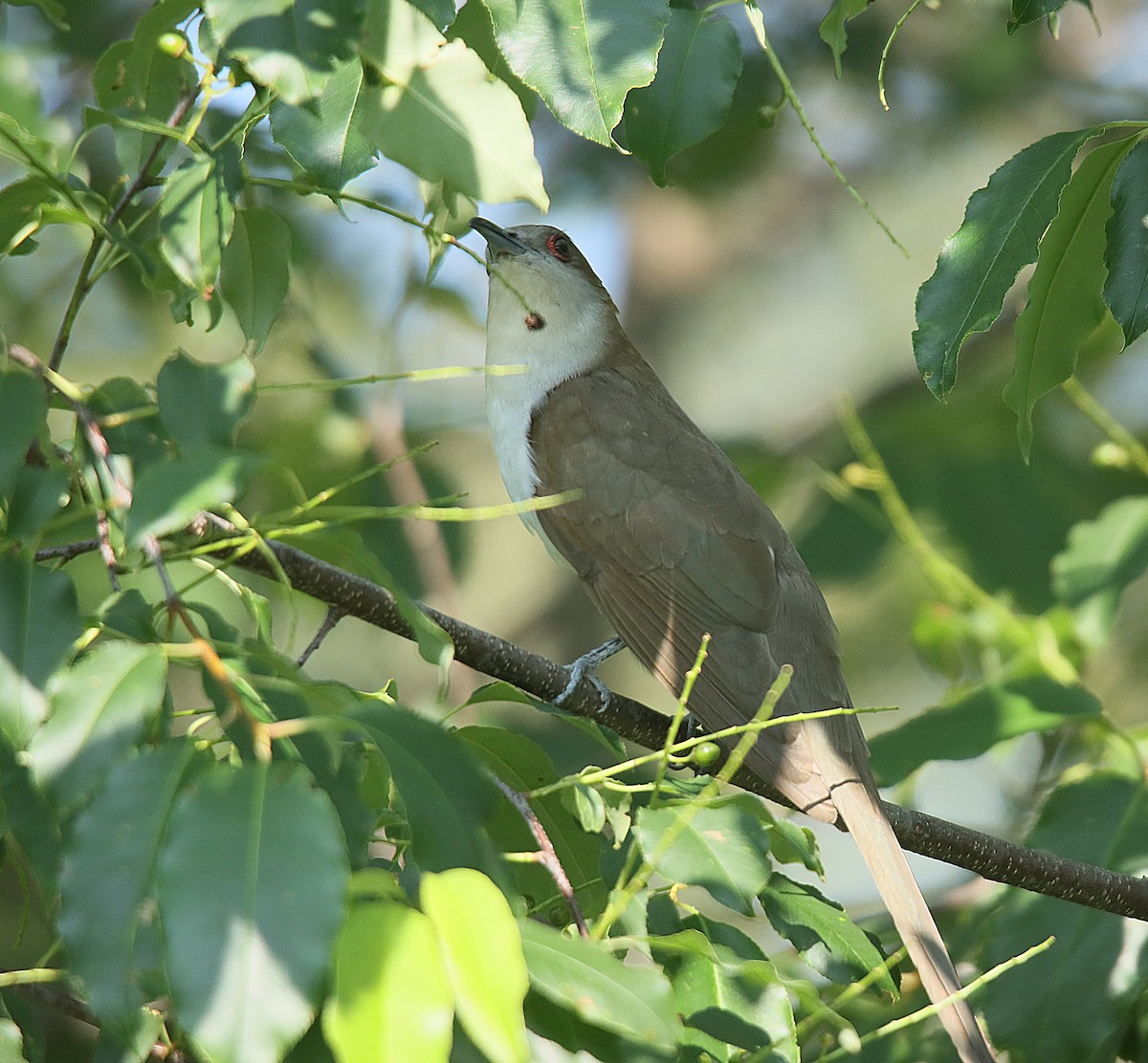 Black-billed Cuckoo - ML623090156