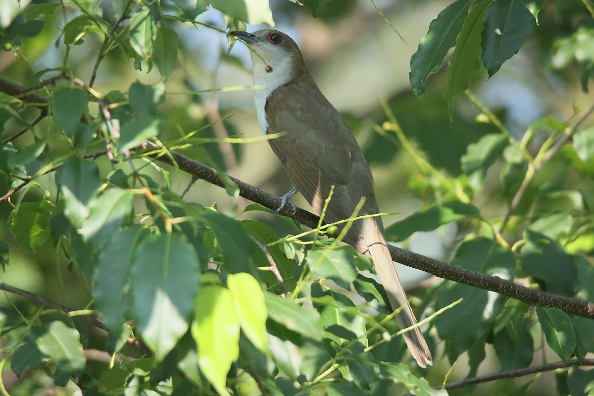 Black-billed Cuckoo - ML623090157
