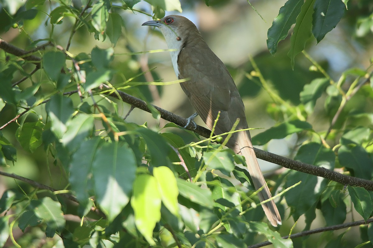 Black-billed Cuckoo - ML623090158