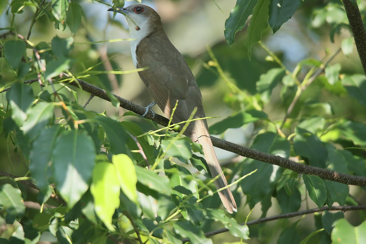 Black-billed Cuckoo - ML623090159
