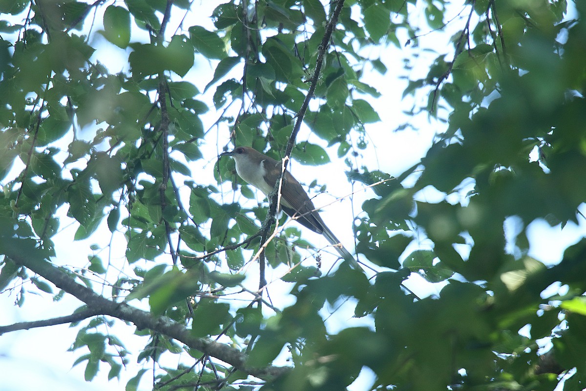 Black-billed Cuckoo - ML623090160