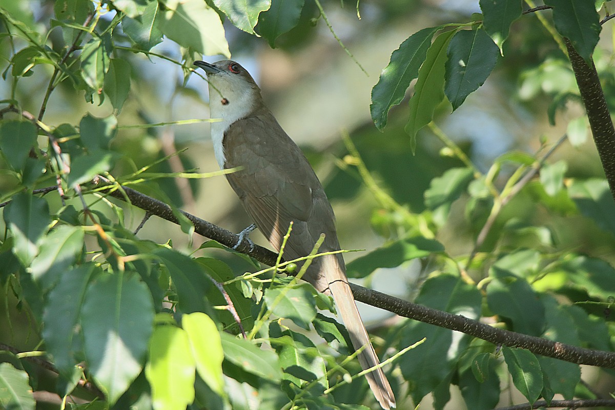 Black-billed Cuckoo - ML623090161