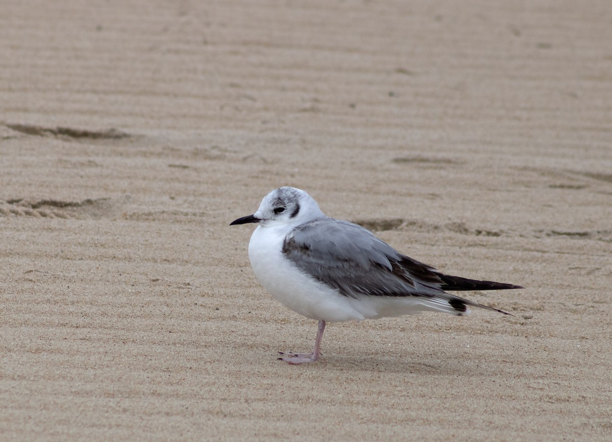 Gaviota de Bonaparte - ML623090245