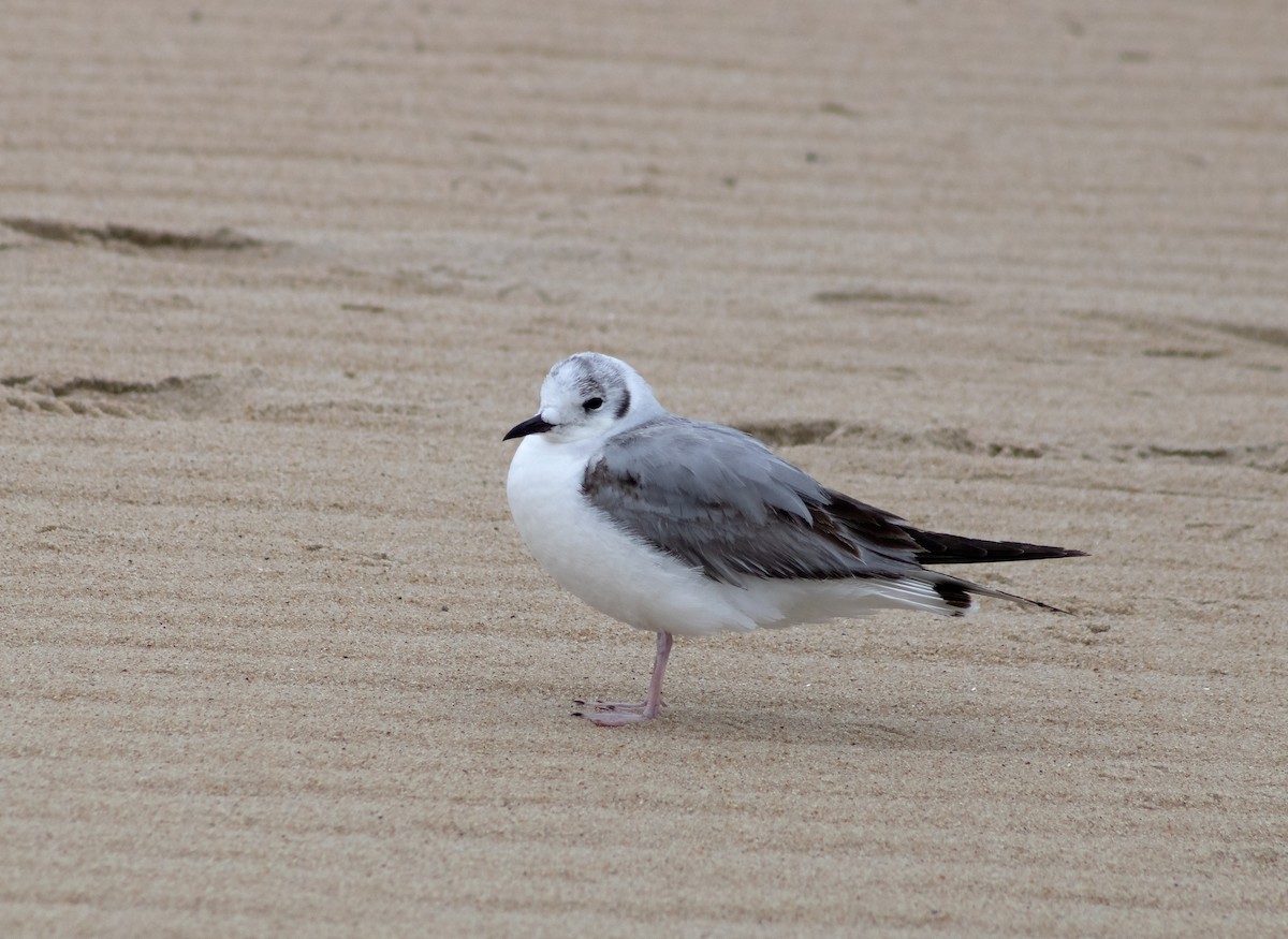 Gaviota de Bonaparte - ML623090246