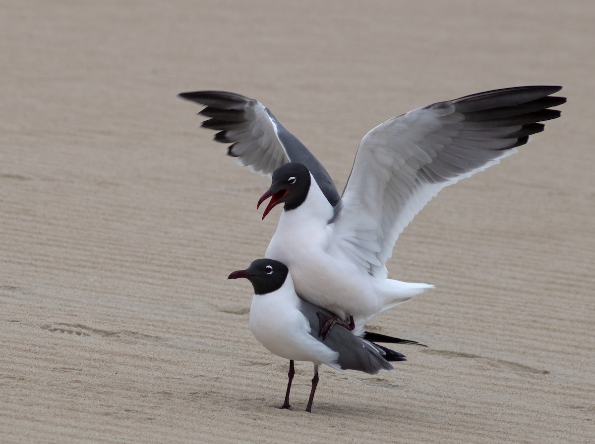 Gaviota Guanaguanare - ML623090257