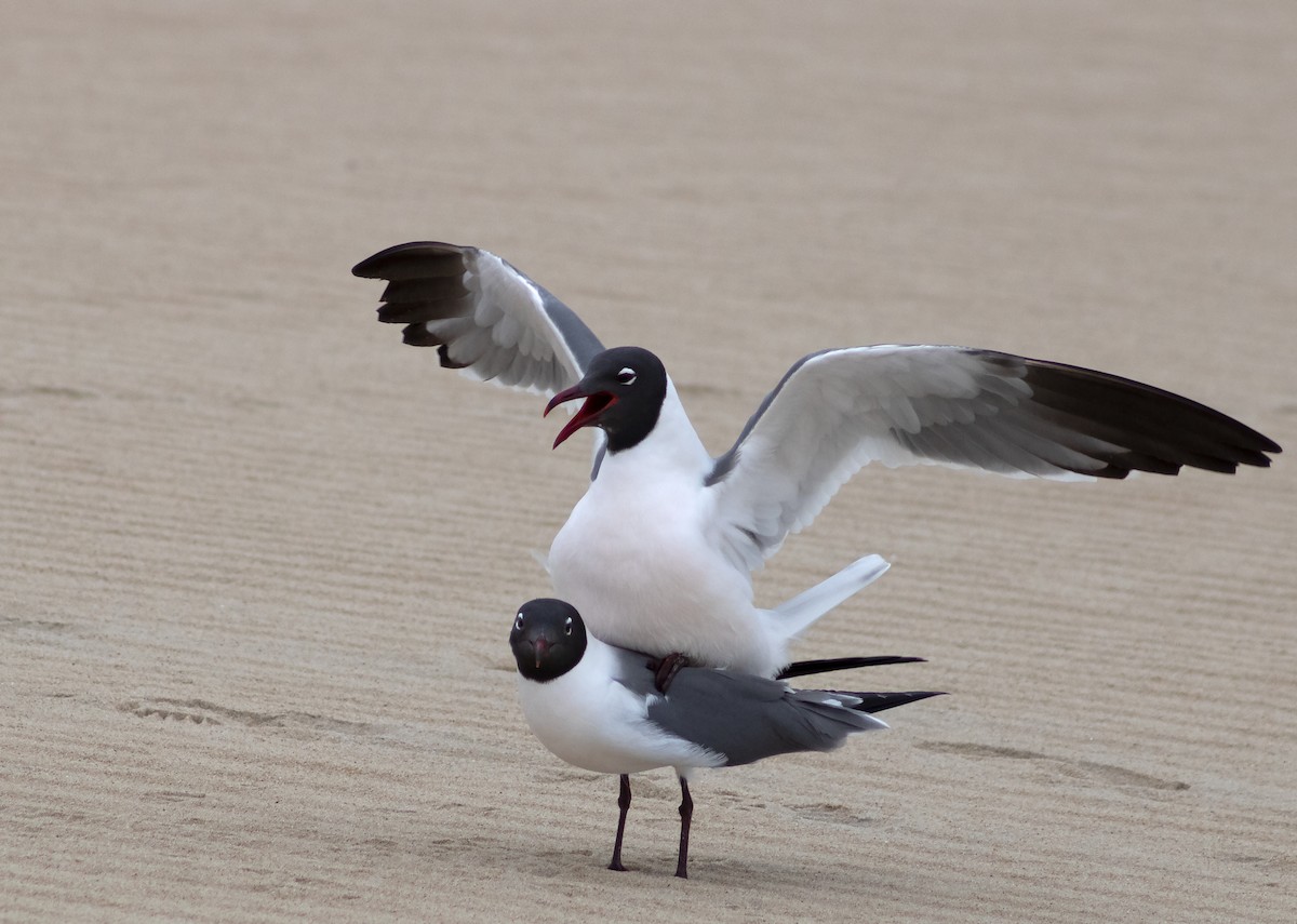 Laughing Gull - Celyn Jones