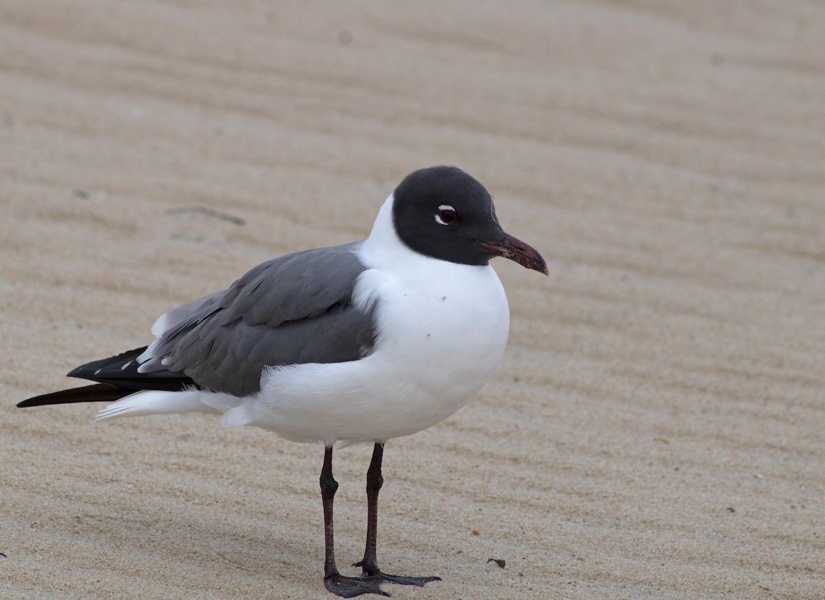 Gaviota Guanaguanare - ML623090259