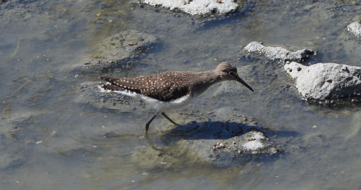 Solitary Sandpiper - ML623090327