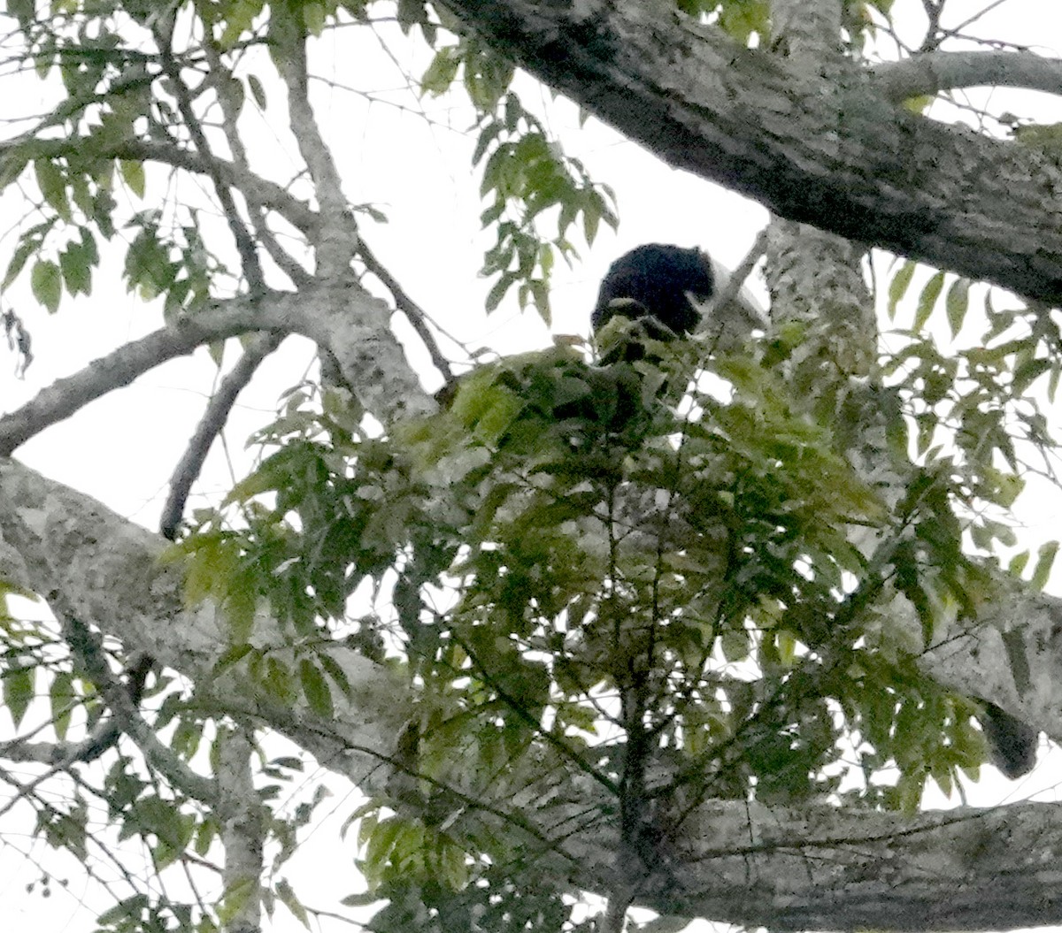 Black-and-white-casqued Hornbill - ML623090419