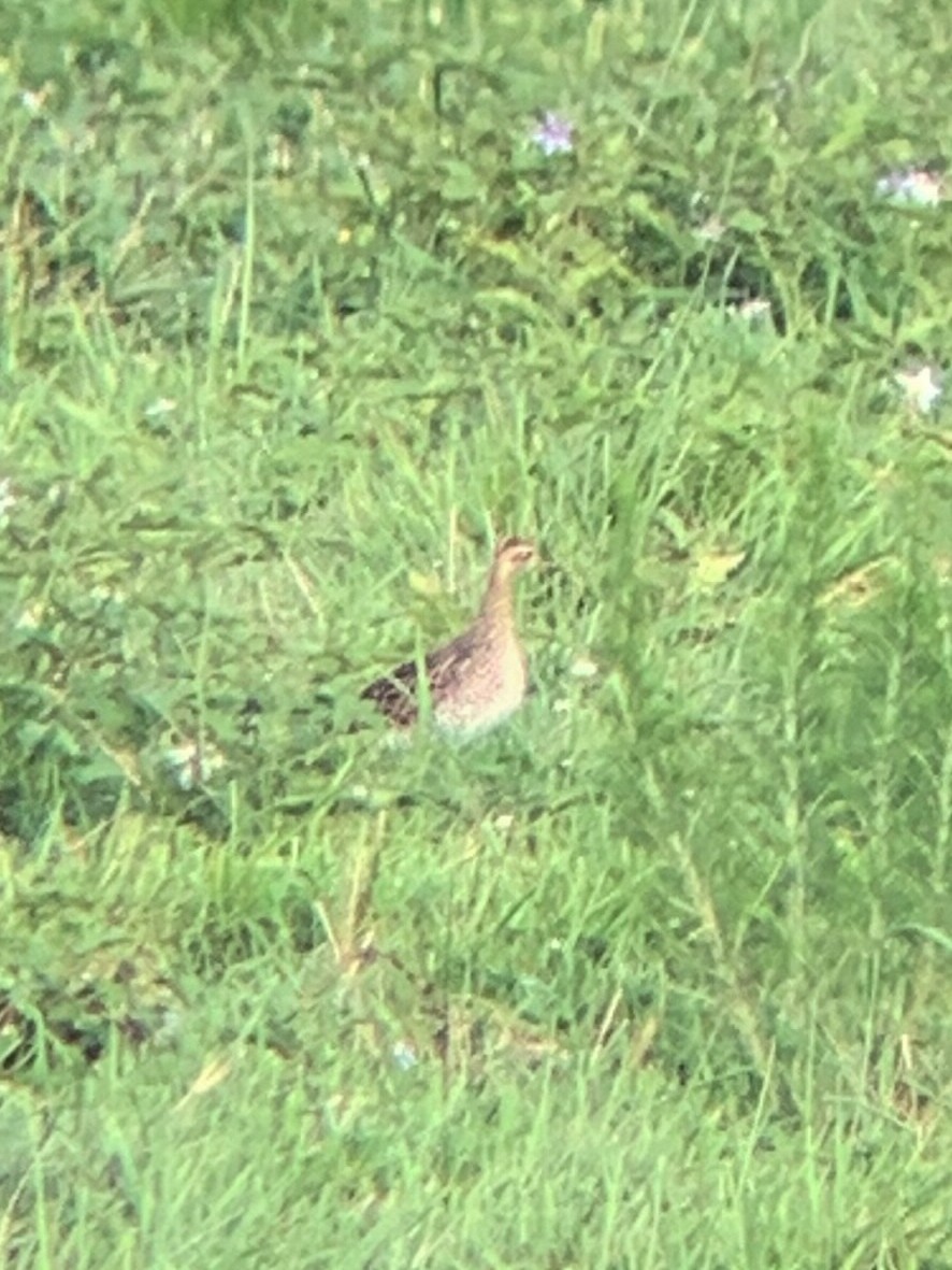 Upland Sandpiper - ML623090424