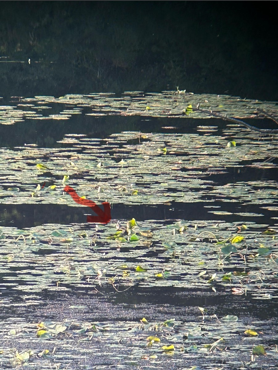 紅領瓣足鷸 - ML623090484