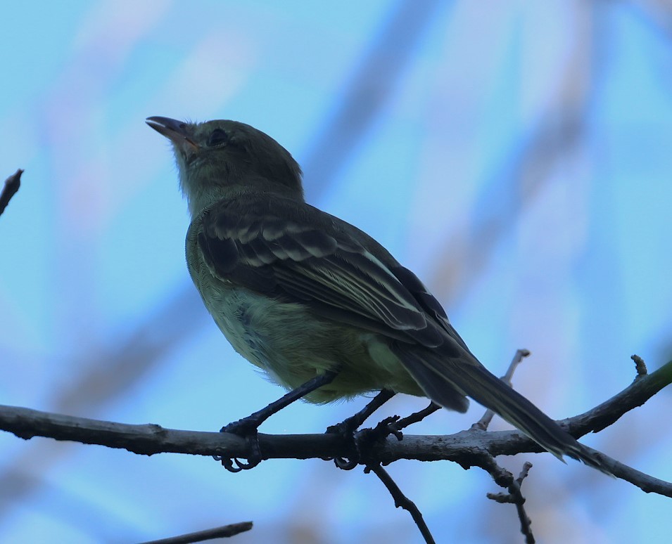 Caribbean Elaenia - ML623090489