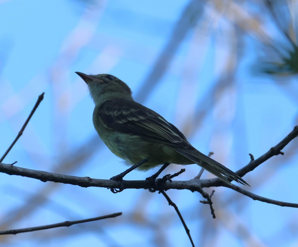 Caribbean Elaenia - ML623090490